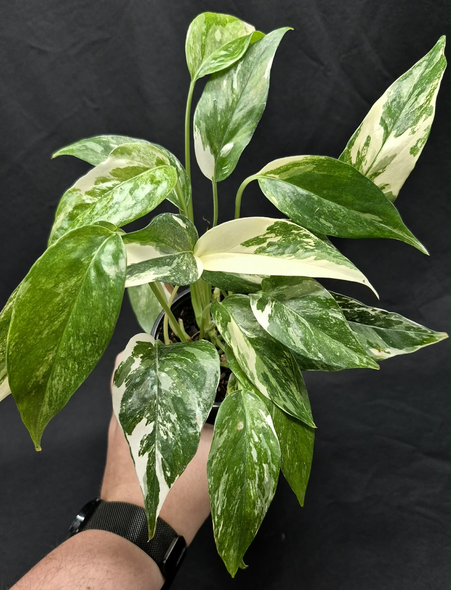 philodendron epipremnum Epipremnum pinnatum albo – Cedar Bridge Botanicals