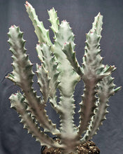 Load image into Gallery viewer, Euphorbia 'White Ghost'
