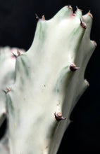 Load image into Gallery viewer, Euphorbia 'White Ghost'
