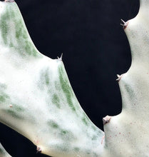 Load image into Gallery viewer, Euphorbia 'White Ghost'
