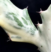 Load image into Gallery viewer, Euphorbia 'White Ghost'
