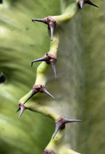 Load image into Gallery viewer, Euphorbia ammak variegata
