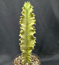 Load image into Gallery viewer, Euphorbia ammak variegata
