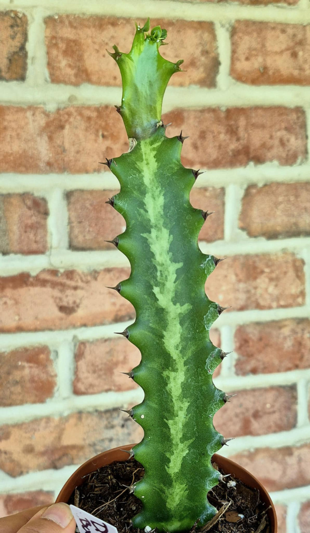 dragon bones succulent Dragon Bones (Euphorbia lactea) – Cedar Bridge Botanicals