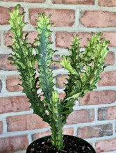 Load image into Gallery viewer, Variegated African Milk Tree- Euphorbia trigona
