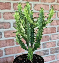 Load image into Gallery viewer, Variegated African Milk Tree- Euphorbia trigona
