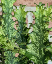 Load image into Gallery viewer, Variegated African Milk Tree- Euphorbia trigona
