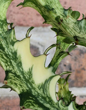 Load image into Gallery viewer, Variegated African Milk Tree- Euphorbia trigona
