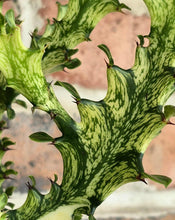 Load image into Gallery viewer, Variegated African Milk Tree- Euphorbia trigona
