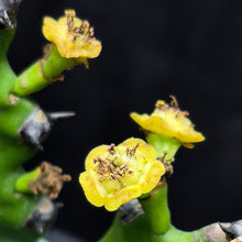 Load image into Gallery viewer, Dragon Bones (Euphorbia lactea)
