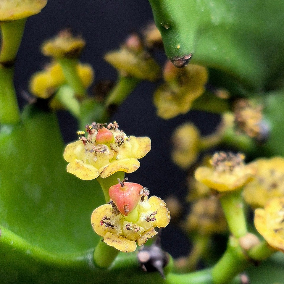 dragon bones succulent Dragon Bones (Euphorbia lactea) – Cedar Bridge Botanicals