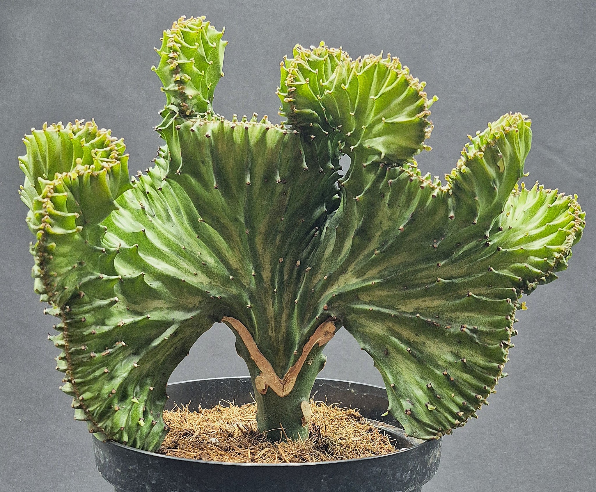 Euphorbia 'Mermaid Tail'  Cedar Bridge Botanicals