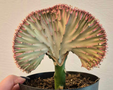 Load image into Gallery viewer, Euphorbia &#39;Mermaid Tail&#39;
