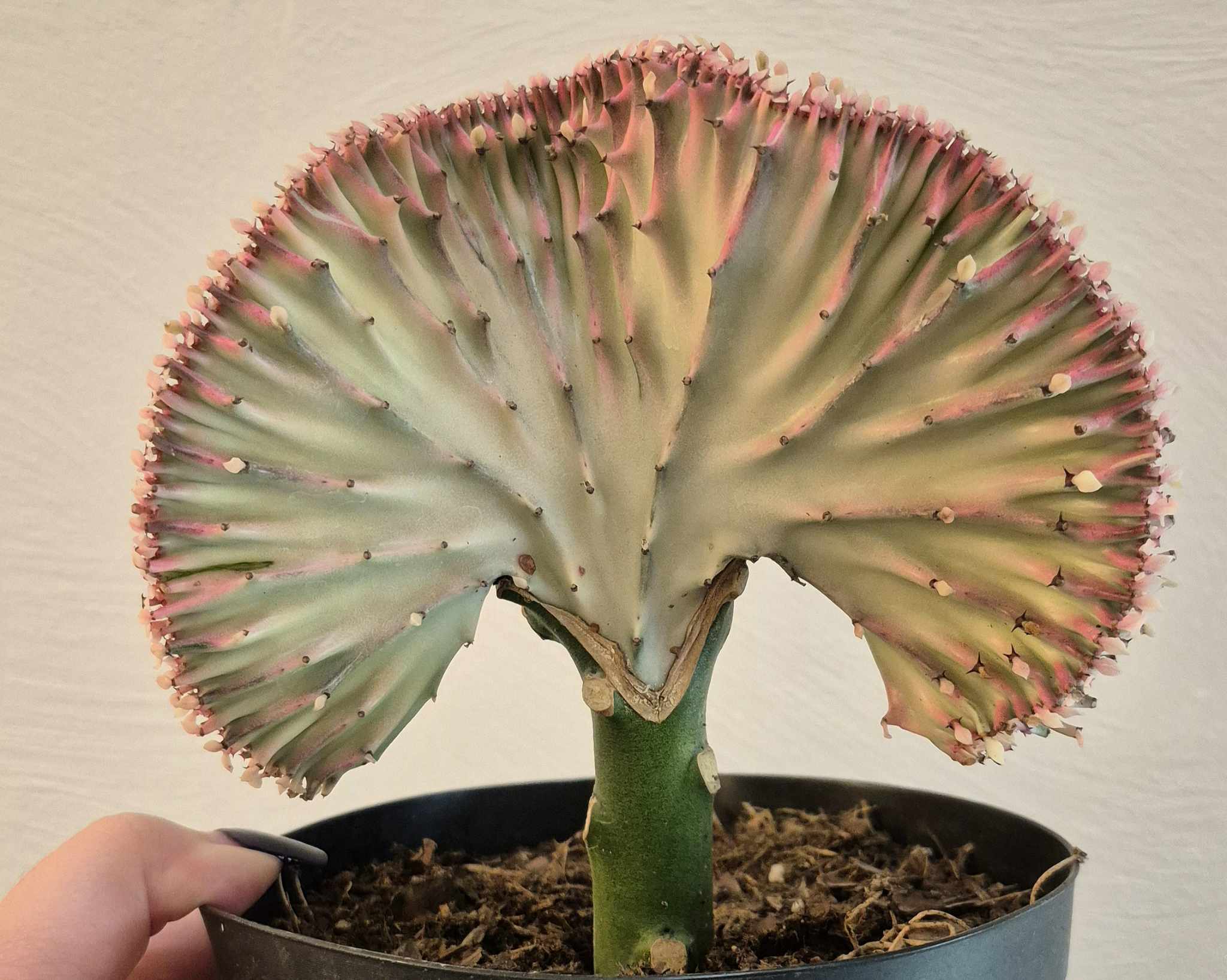 mermaid tail succulent plants for sale Euphorbia 'Mermaid Tail' – Cedar Bridge Botanicals