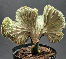 Load image into Gallery viewer, Euphorbia &#39;Mermaid Tail&#39;
