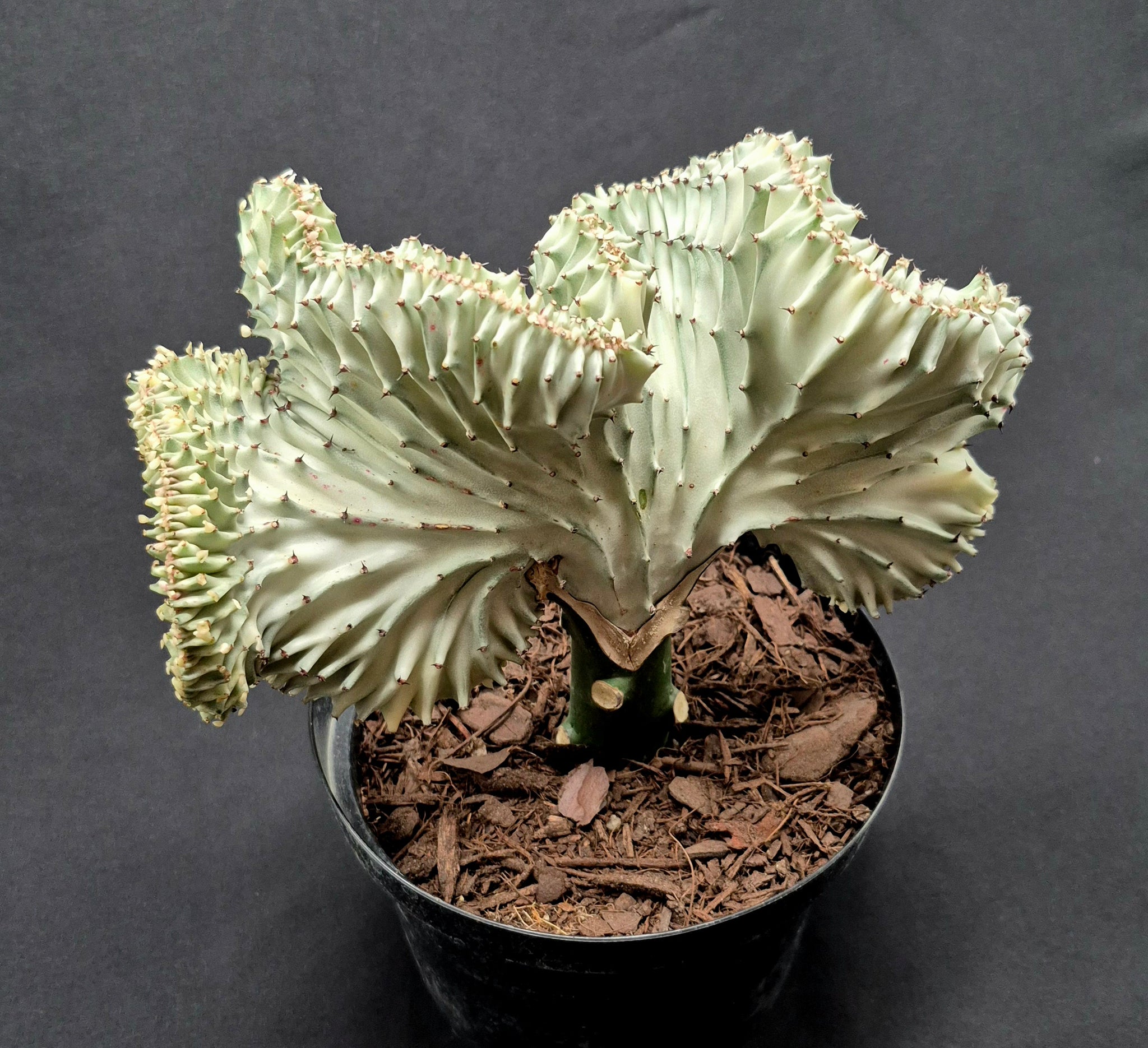 Euphorbia 'Mermaid Tail' – Cedar Bridge Botanicals