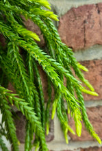 Load image into Gallery viewer, Keeled Tassel Fern (Phlegmariurus carinatus)
