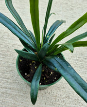 Load image into Gallery viewer, Blue Oil Fern (Microsorum thailandicum)
