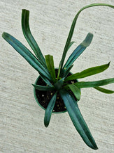 Load image into Gallery viewer, Blue Oil Fern (Microsorum thailandicum)
