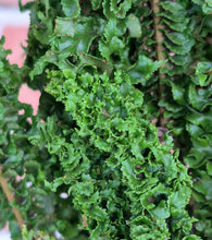 Load image into Gallery viewer, Curly Boston Fern (Nephrolepis exaltata)
