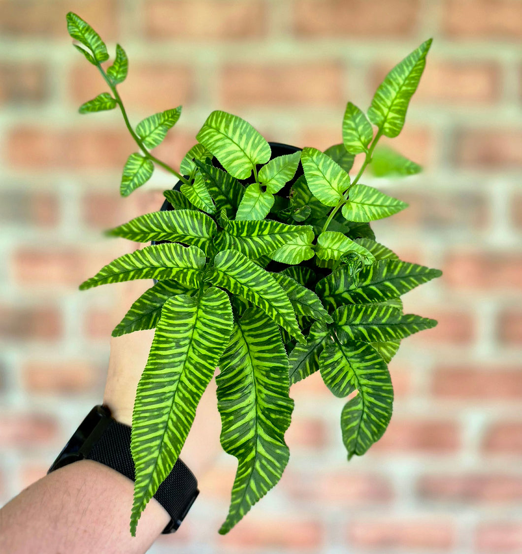 Golden Zebra Fern (Coniogramme emeiensis 'Golden Zebra') – Cedar Bridge ...