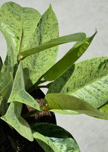 Load image into Gallery viewer, Ficus shivereana (Ficus elastica 'Shivereana')
