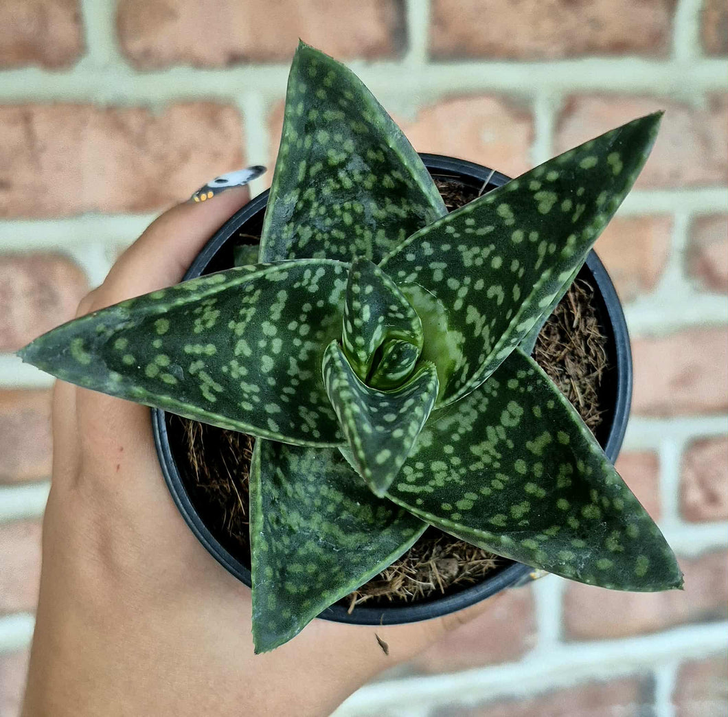 Gasteraloe sp.