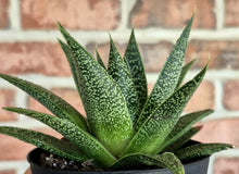 Load image into Gallery viewer, Gasteria &#39;Flow&#39;
