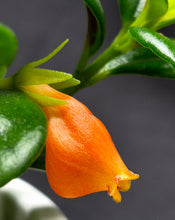 Load image into Gallery viewer, Goldfish Vine (Nematanthus gregarius)
