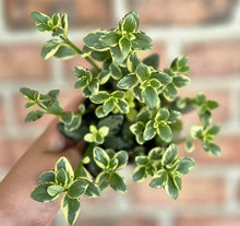 Load image into Gallery viewer, Goldfish Vine (Nematanthus gregarius)
