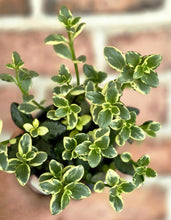 Load image into Gallery viewer, Goldfish Vine (Nematanthus gregarius)
