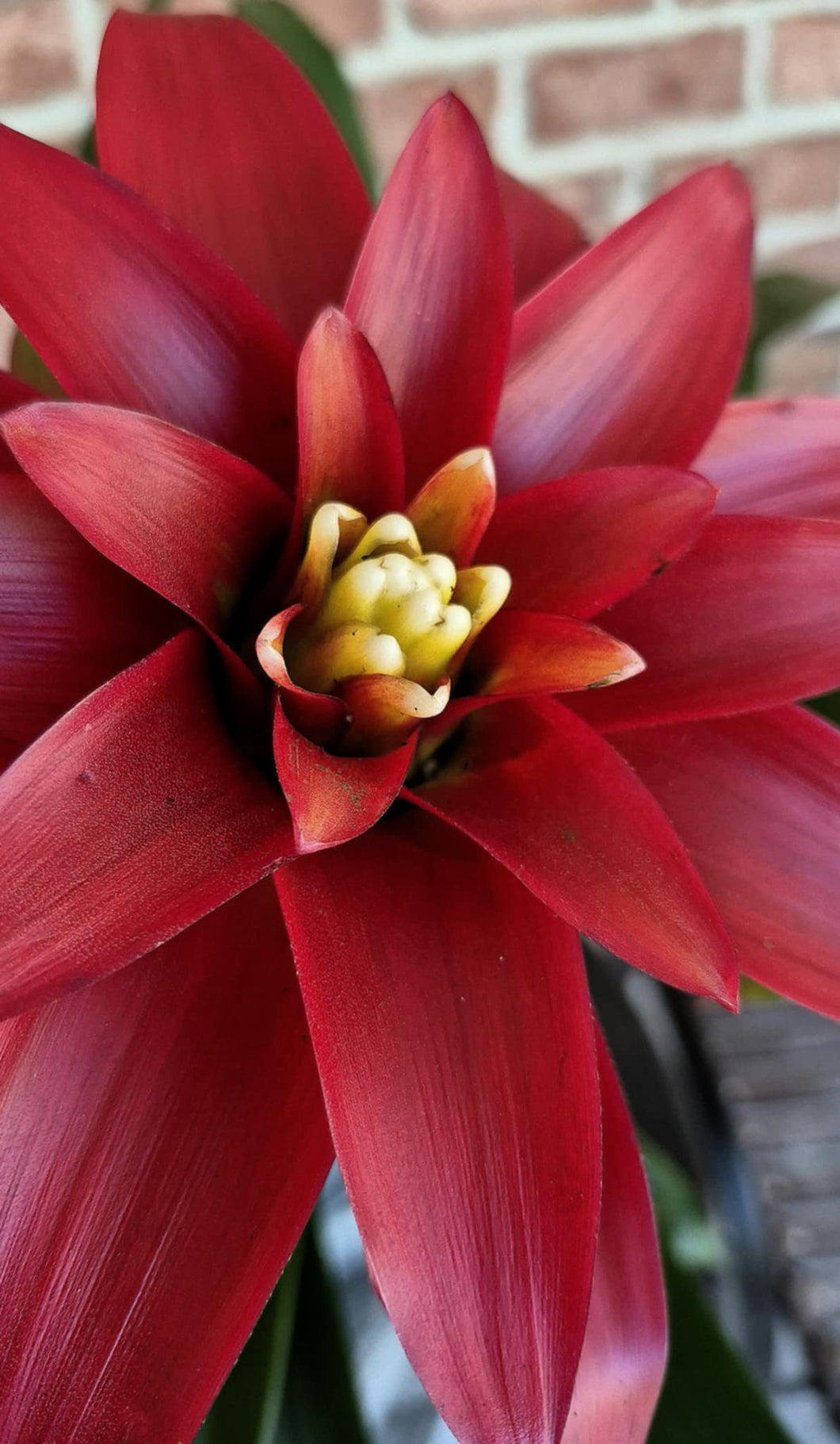 Bromeliad (Guzmania lingulata)