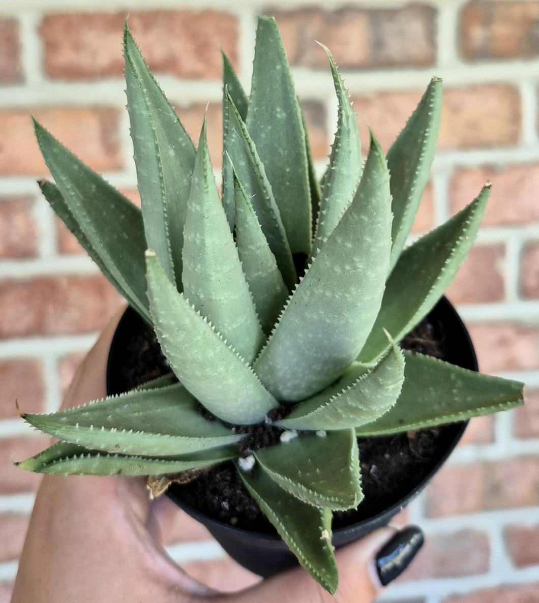 Haworthia 'Savannah'