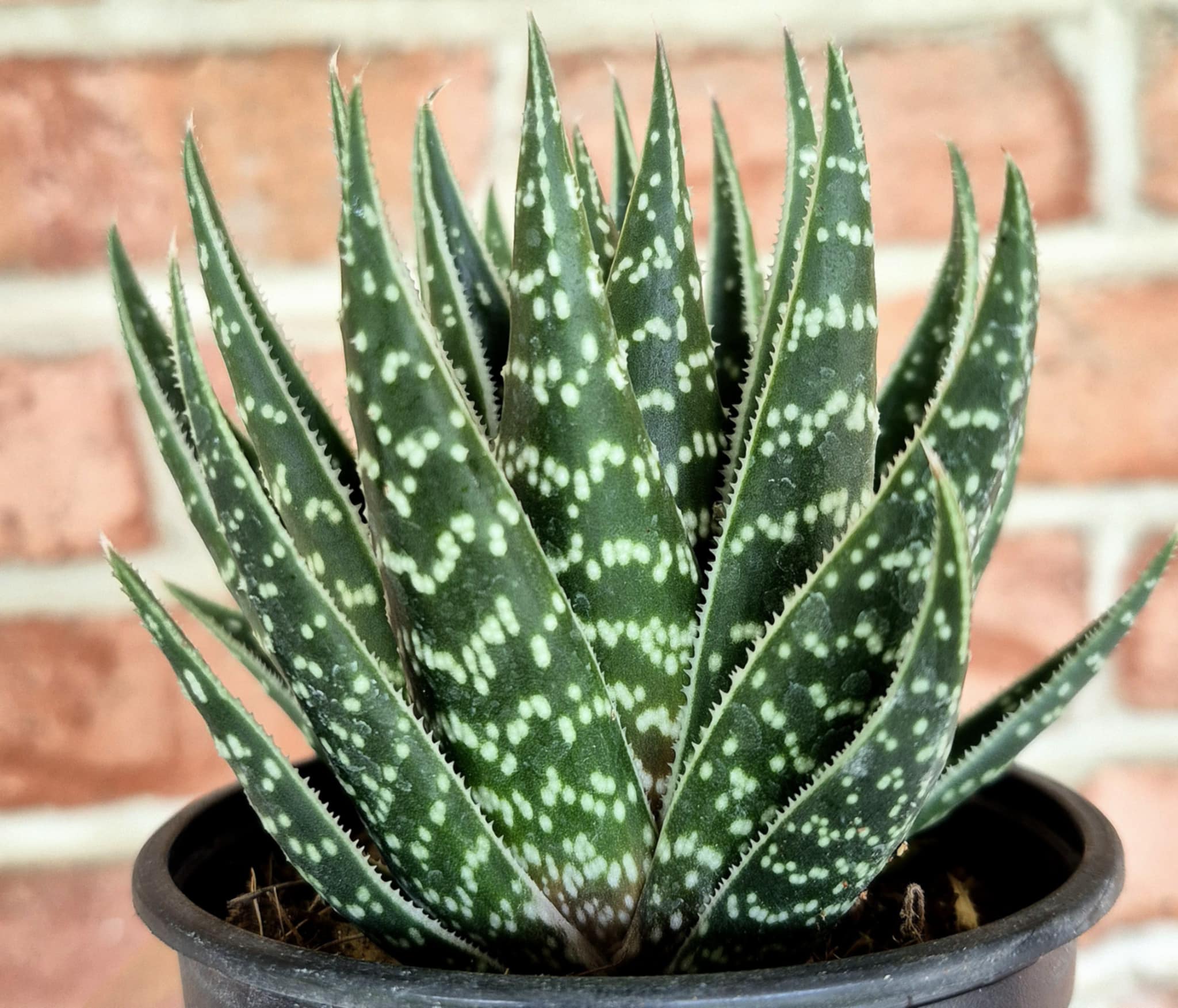 Aloe aristata (Lace Aloe)  Cedar Bridge Botanicals