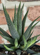 Load image into Gallery viewer, Haworthia attenuata concolor
