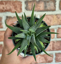 Load image into Gallery viewer, Haworthia attenuata concolor
