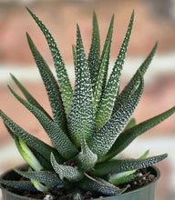 Load image into Gallery viewer, Haworthia attenuata concolor
