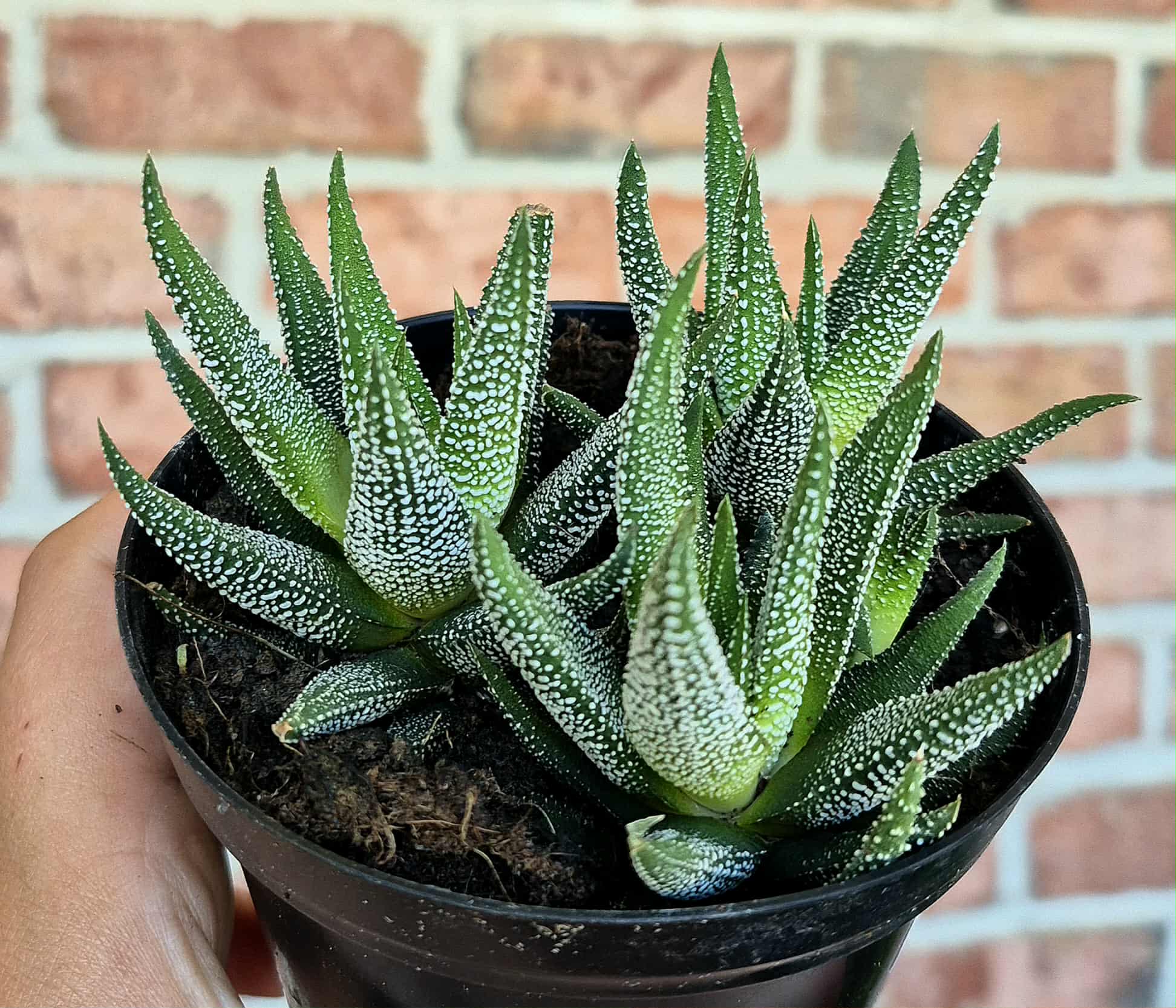 attenuata succulent Haworthia attenuata var. radula – Cedar Bridge Botanicals
