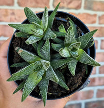 Load image into Gallery viewer, Haworthia attenuata var. radula
