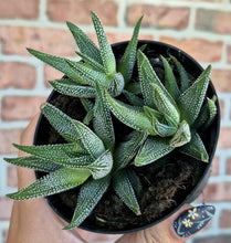 Load image into Gallery viewer, Haworthia attenuata var. radula
