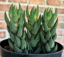 Load image into Gallery viewer, Haworthia coarctata
