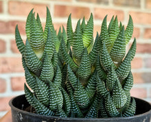 Load image into Gallery viewer, Haworthia coarctata
