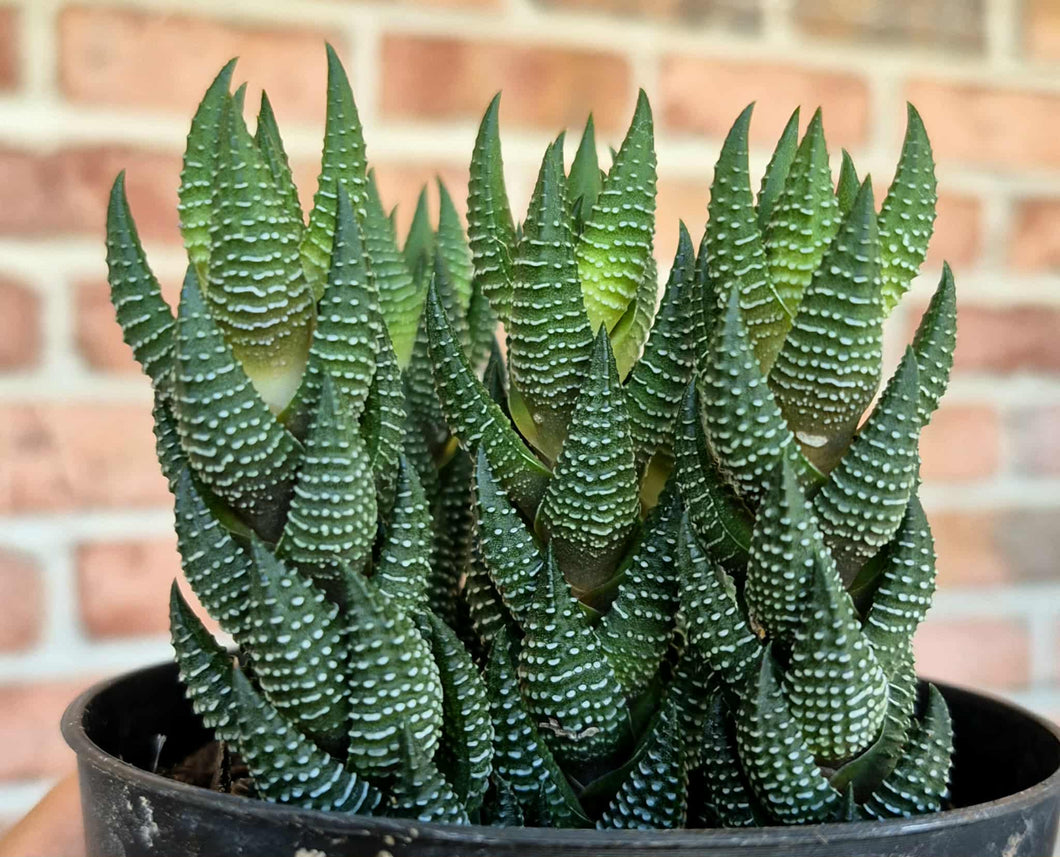 Haworthia coarctata