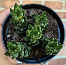Load image into Gallery viewer, Haworthia coarctata
