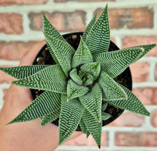 Load image into Gallery viewer, Haworthia 'Spider White'
