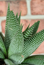 Load image into Gallery viewer, Haworthia 'Spider White'
