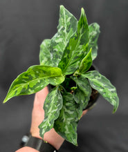Load image into Gallery viewer, Homalomena &#39;Camouflage&#39;
