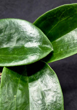 Load image into Gallery viewer, Hoya hanhiae
