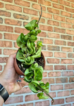 Load image into Gallery viewer, Hoya Rope (Hoya carnosa compacta)
