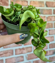Load image into Gallery viewer, Hoya Rope (Hoya carnosa compacta)
